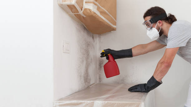 Professional Basement Mold Removal technician working in Buffalo Mills, PA