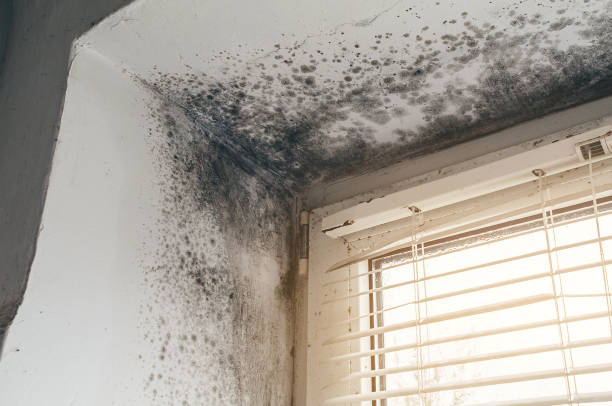 Affordable Basement Mold Removal solutions in Buffalo Mills, PA