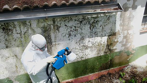 Top rated local Basement Mold Removal specialists in Buffalo Mills, PA